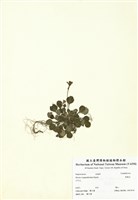 藏品(裂緣花)的圖片